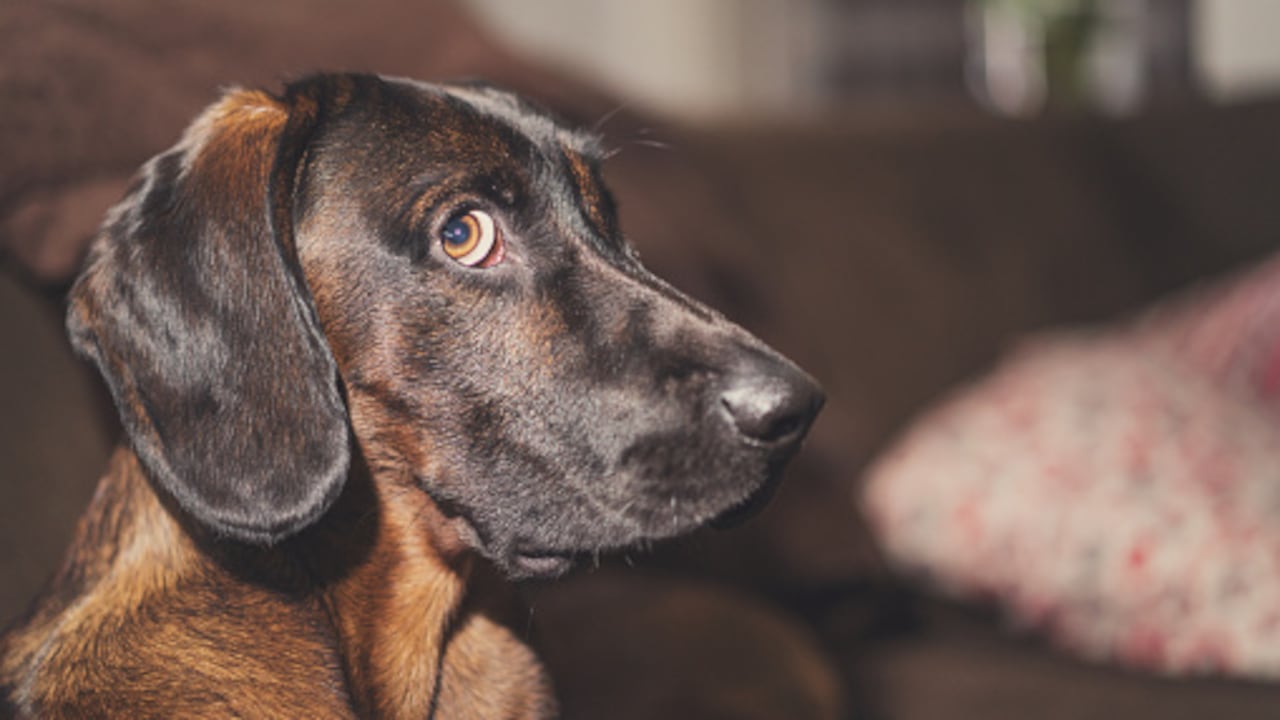Los perros tienen necesidades emocionales y psicológicas que deben ser respetadas.