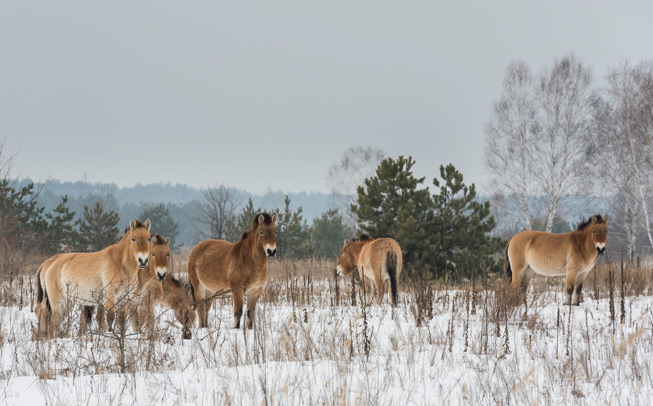 Caballos de Przewalski en la zona de Chernóbil, en Ucrania, en invierno