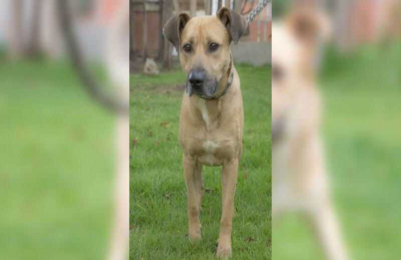 Lula: criollo de 48 meses. Es un perro muy activo, fuerte, inteligente, tiene un temperamento amigable y confiable por lo que puede convivir con familias, requiere actividad física constante. 