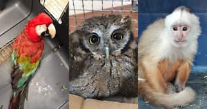 En noviembre se inaugura el nuevo centro de fauna silvestre en Bogotá.