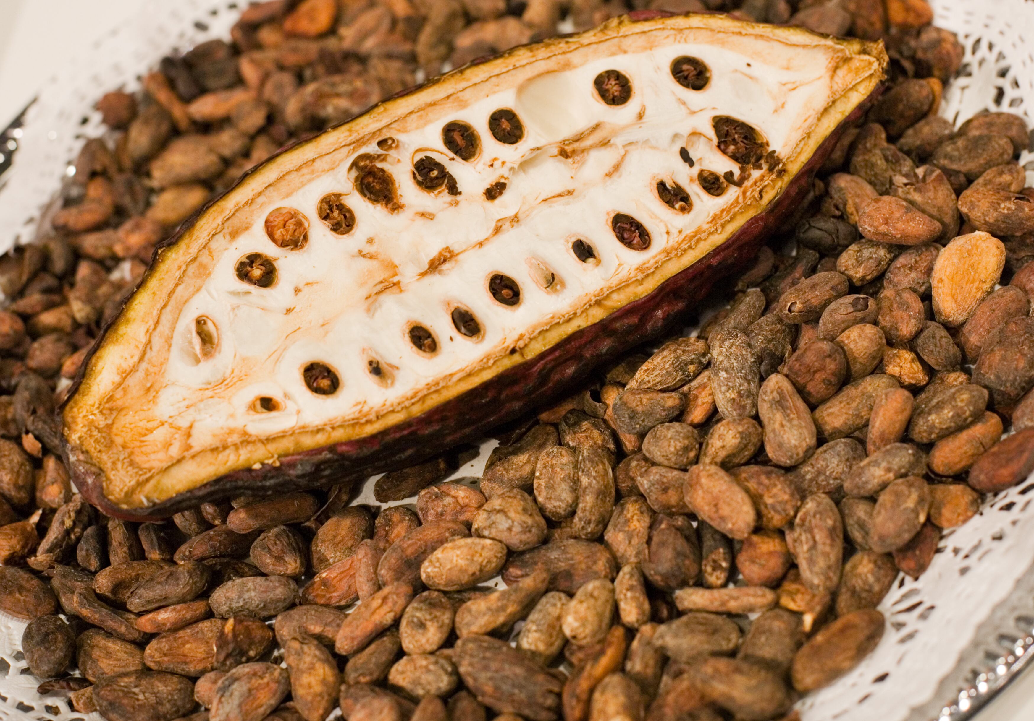 cáscara de cacao