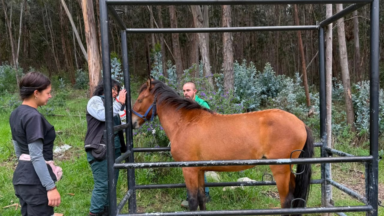Autoridades de Bogotá rescataron a un caballo.