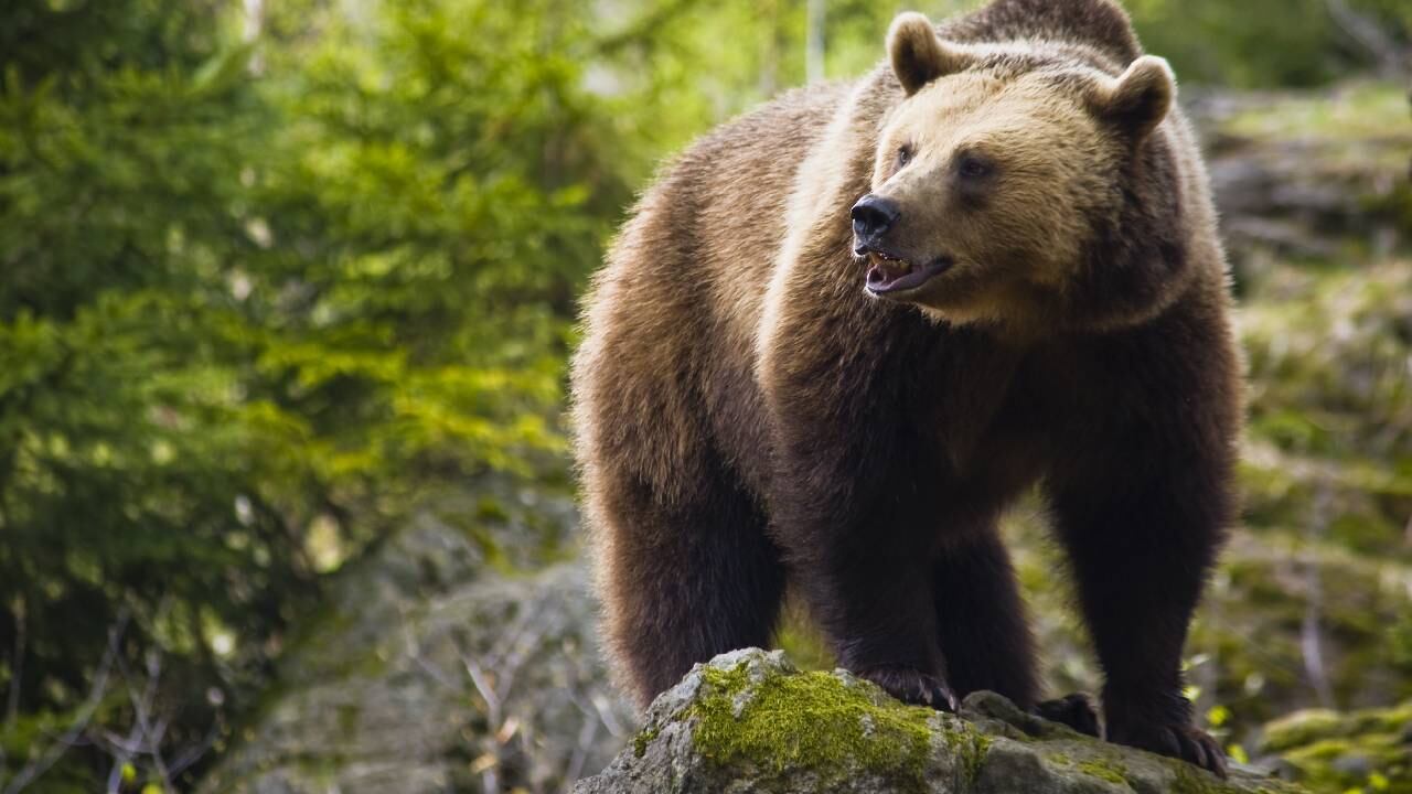 El ecologista era un 'amante' de los osos (imagen de referencia).