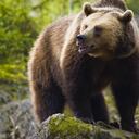 El ecologista era un 'amante' de los osos (imagen de referencia).