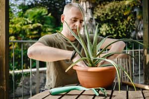 La sábila se considera un símbolo de vitalidad y prosperidad.