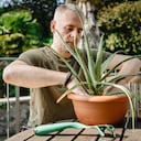 La sábila se considera un símbolo de vitalidad y prosperidad.