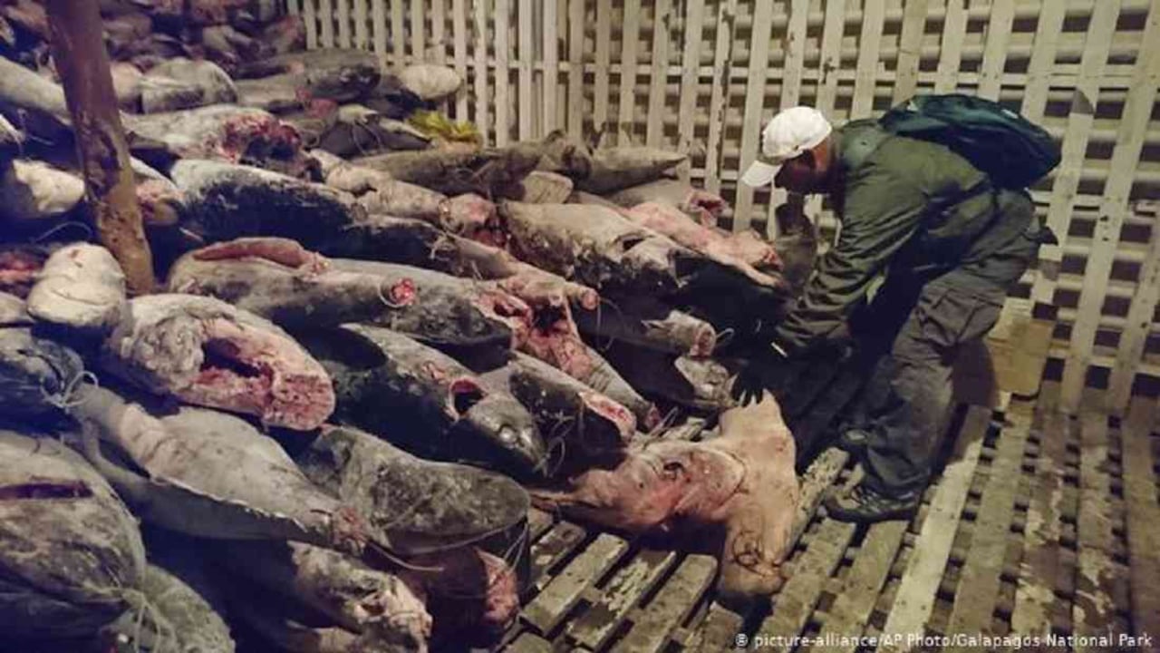 La pesca en zonas marítimas suramericanas por parte de barcos chinos se ha vuelto frecuente. Foto. DW