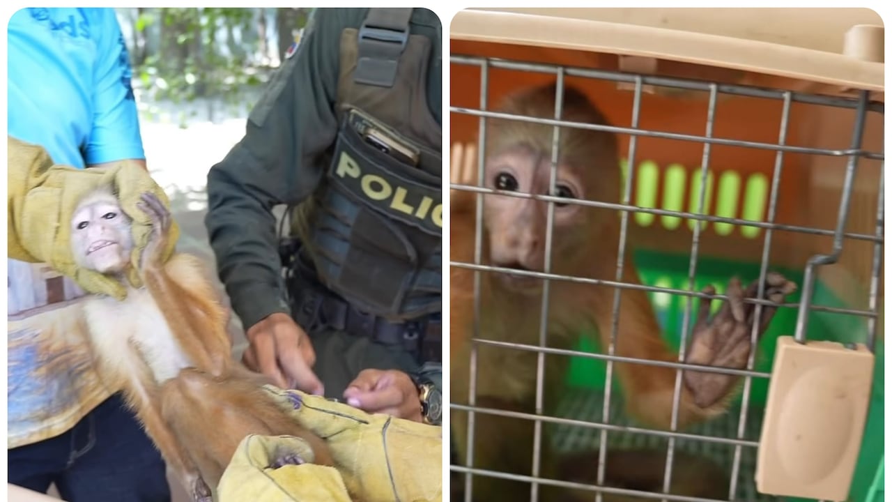 Rescate de mico maicero en Santa Marta.