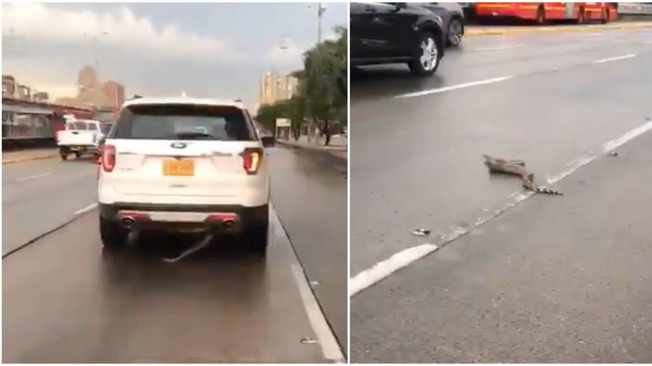 La boa constrictor descendió de una camioneta en pleno movimiento. Fotos: Tomadas de video de MICOvid-19 - Colombia hoy