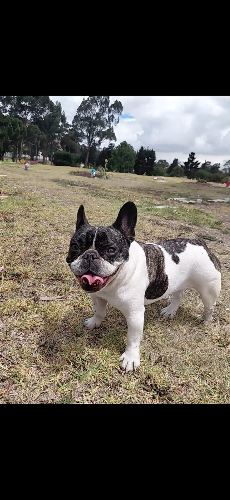 Falso vendedor de bolsas raptó a perrita enferma en la puerta de un local en Bosa La Esperanza.