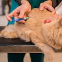 La Secretaría de Salud hizo algunas recomendaciones para quienes desean vacunar a sus mascotas.