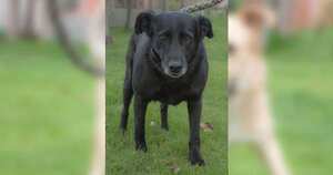 Coni: criolla de 60 meses. Es una juguetona, confiable y puede convivir con familias que tengan niños por su temperamento amable. Por su edad, tamaño y color no ha encontrado un hogar que la acoja y le brinde una oportunidad de continuar teniendo una vida digna llena amor.