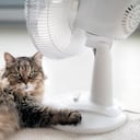 Las razas de gatos que más sufren durante las olas de calor.