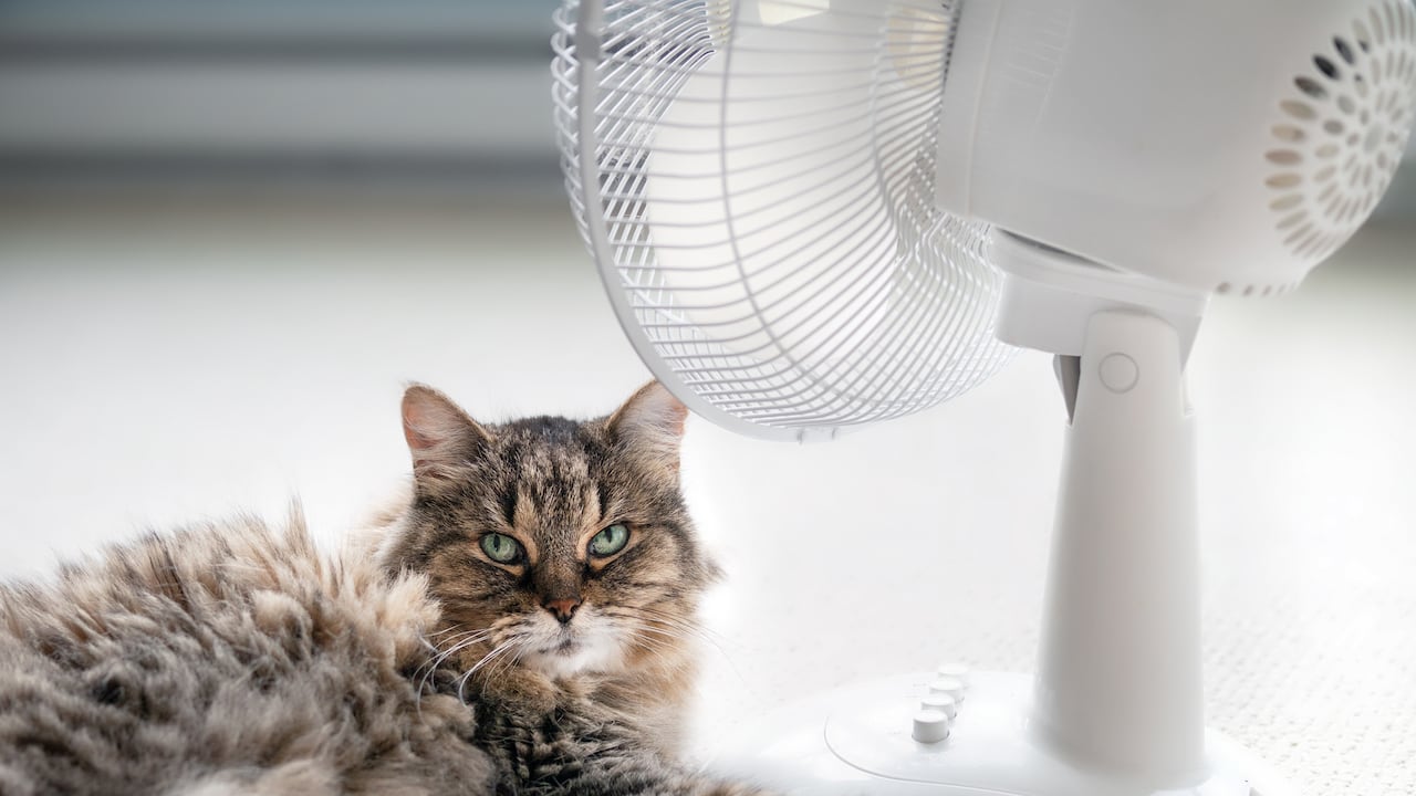 Las razas de gatos que más sufren durante las olas de calor.