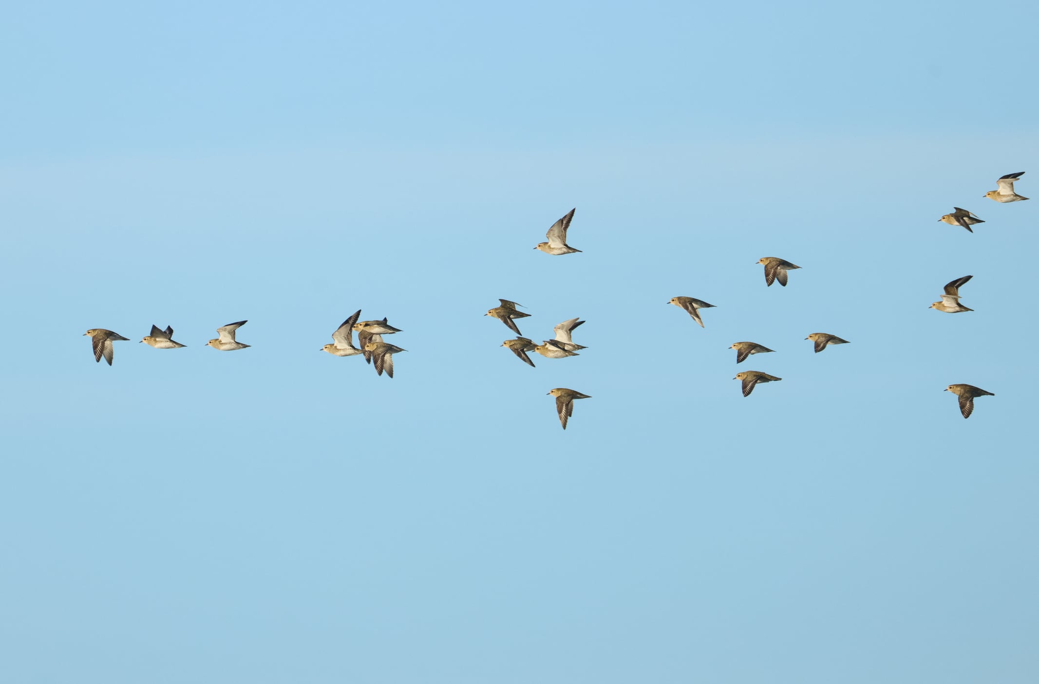 La investigación encontró diferencias según el tipo de hábitat ocupado por las aves.