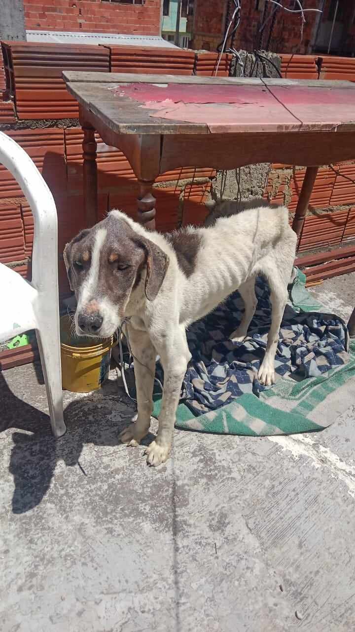 Taison permanecía amarrado con un cable.
