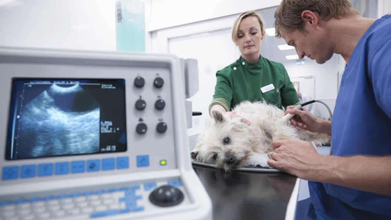 La dueña de la canina dijo en su texto que  en los lugares que consultó le recomendaron no operarla (imagen de referencia).