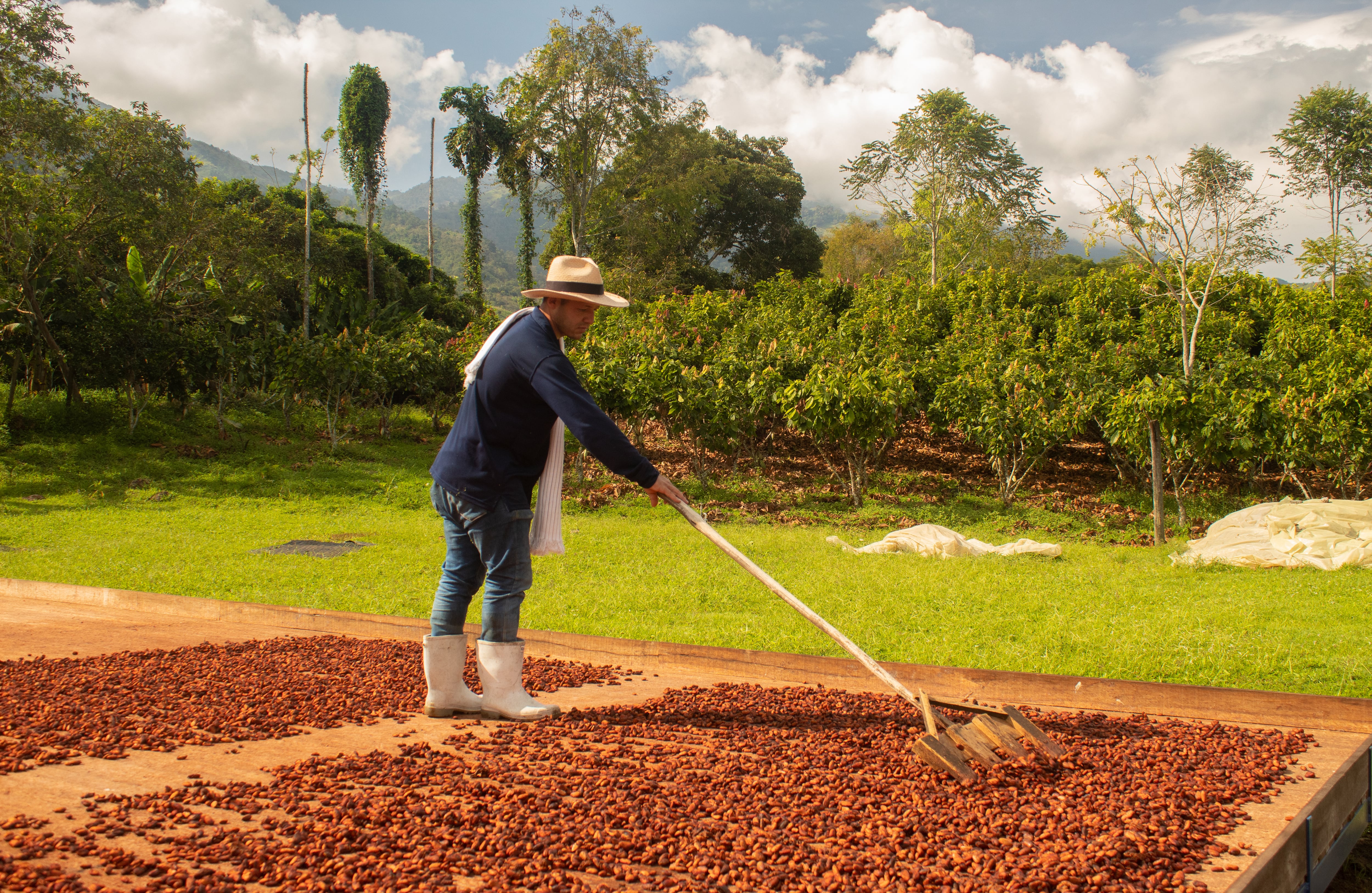 Cordillera - Especial Cacao