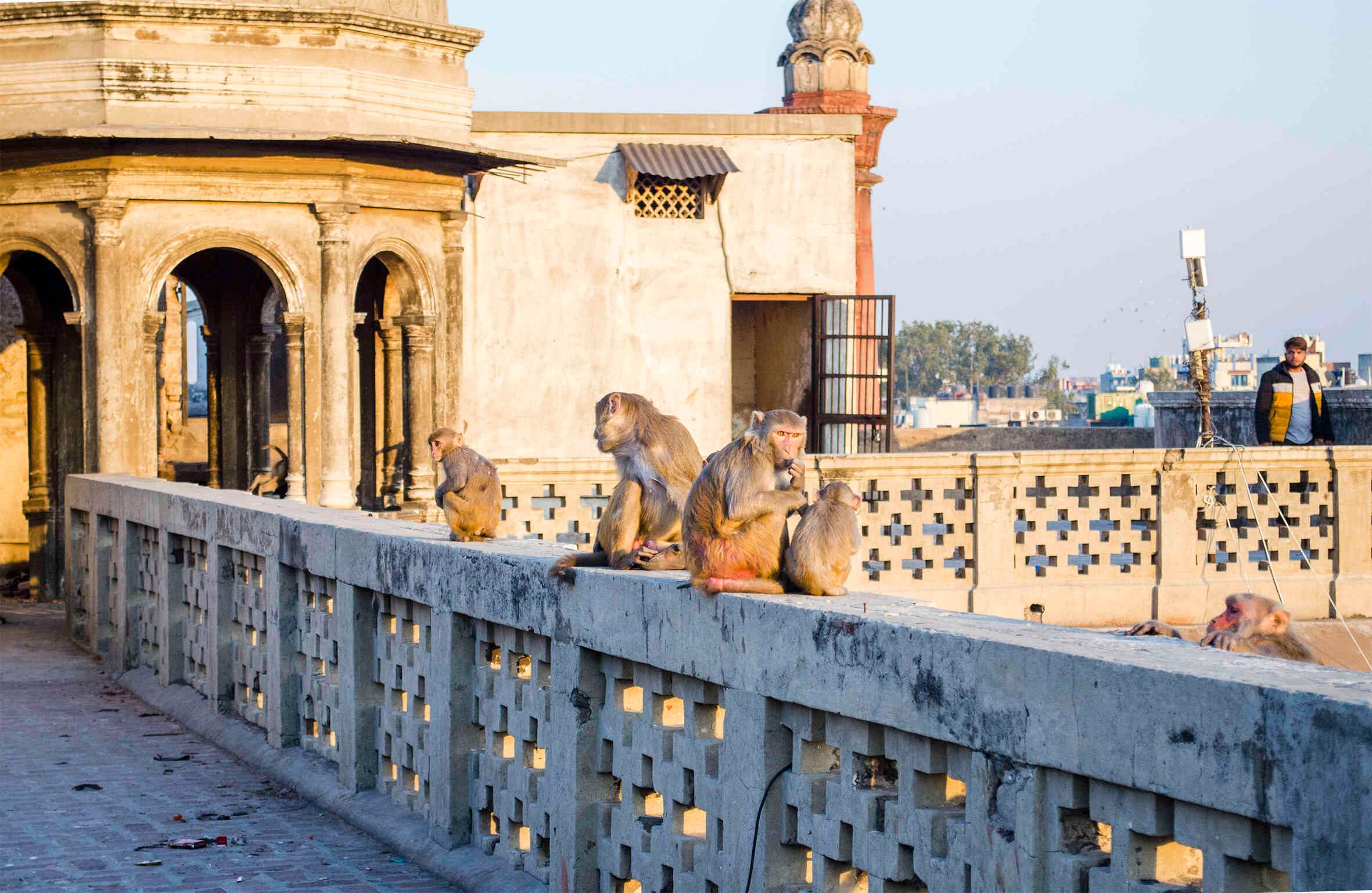 En Nueva Delhi hay más de 30.000 monos en las calles. Para algunos son sagrados, pero para otros son un problema desbordado. Fotografía: Katerine Lara Rojas