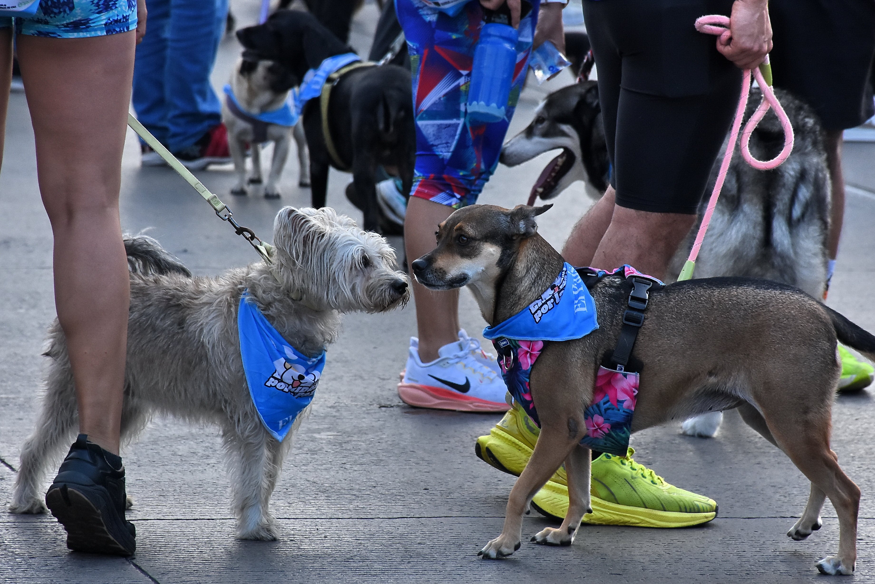 Caminata Ladridos por la Paz Emisora Boom y El País