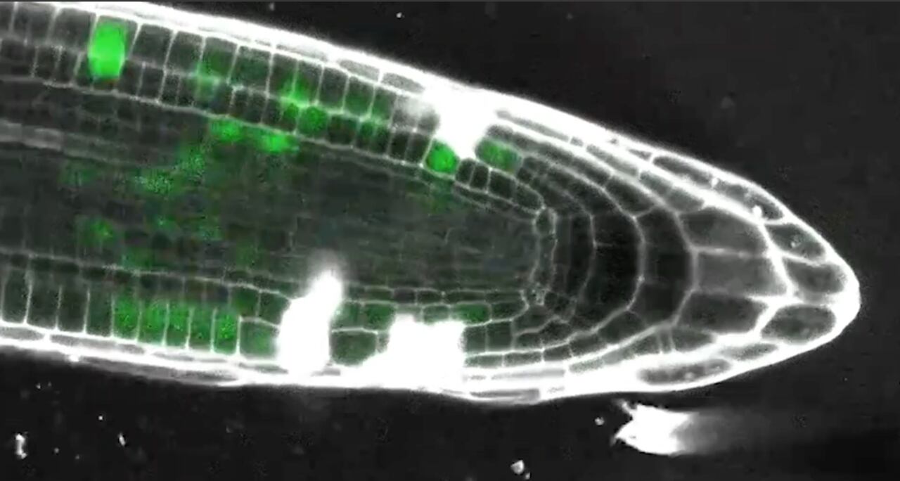 Imagen de la videoinstalación "Arabidopsis Thaliana" de Ilona Jurkonytė y Santiago Reyes. Cortesía del MAMBO