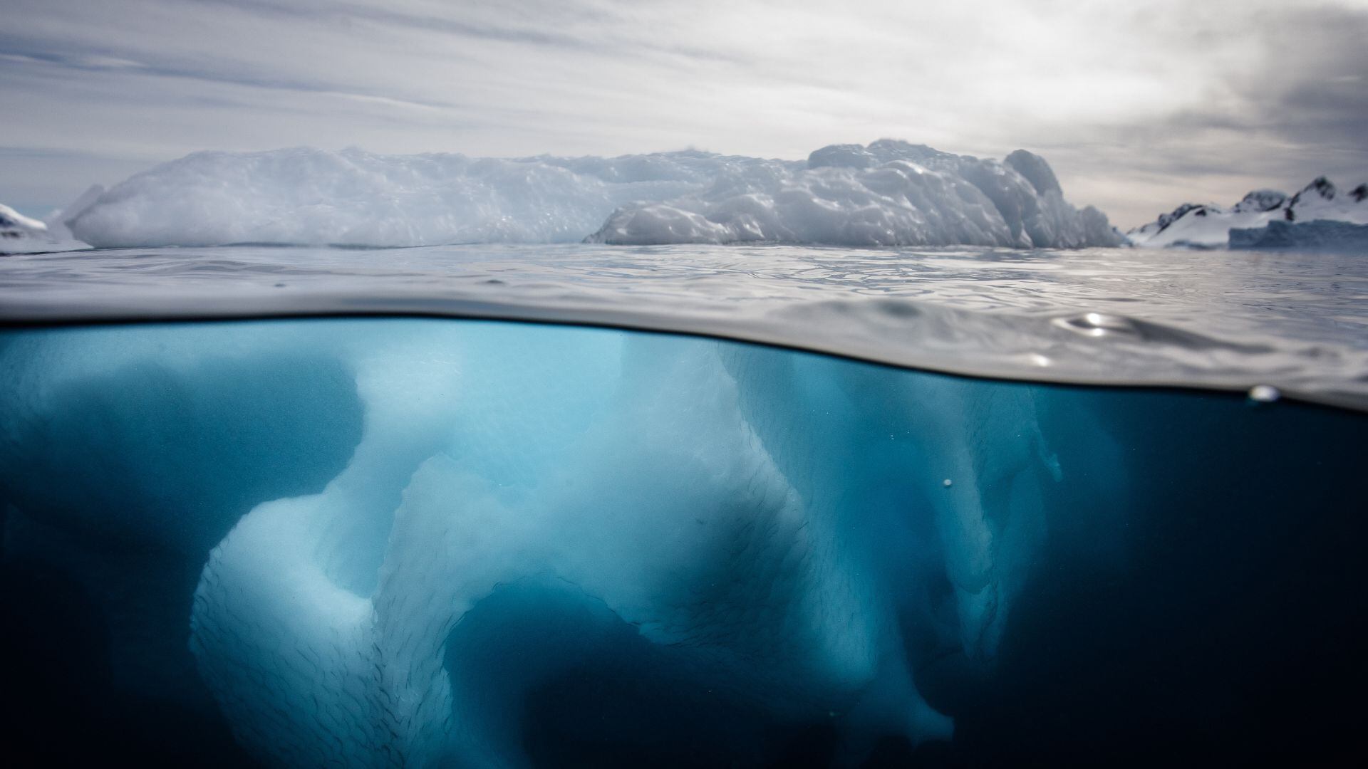 Se identificó una nueva especie de pez dragón: Akarotaxis gouldae.