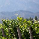 Los viñedos en Argentina son los pioneros en Suramérica en el riego por goteo y el reciclaje de vidrio. (Foto: 123rf)