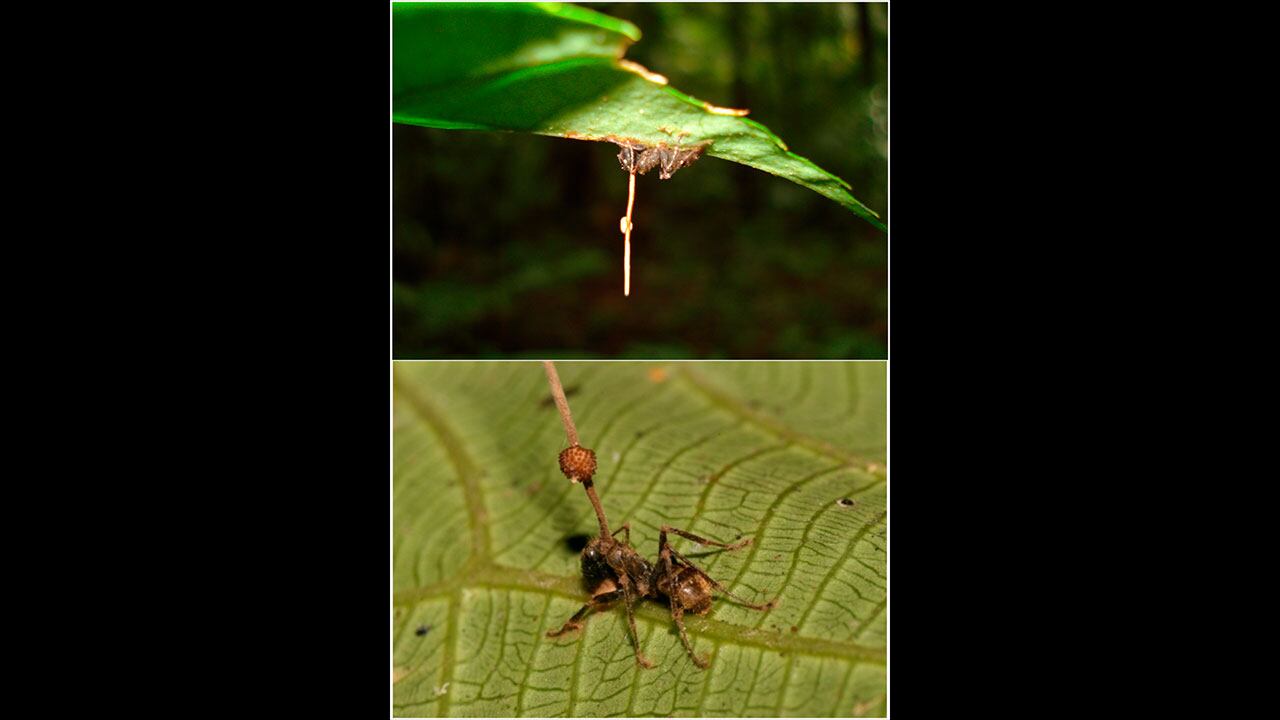 Hormiga infectada por el hongo Cordyceps.