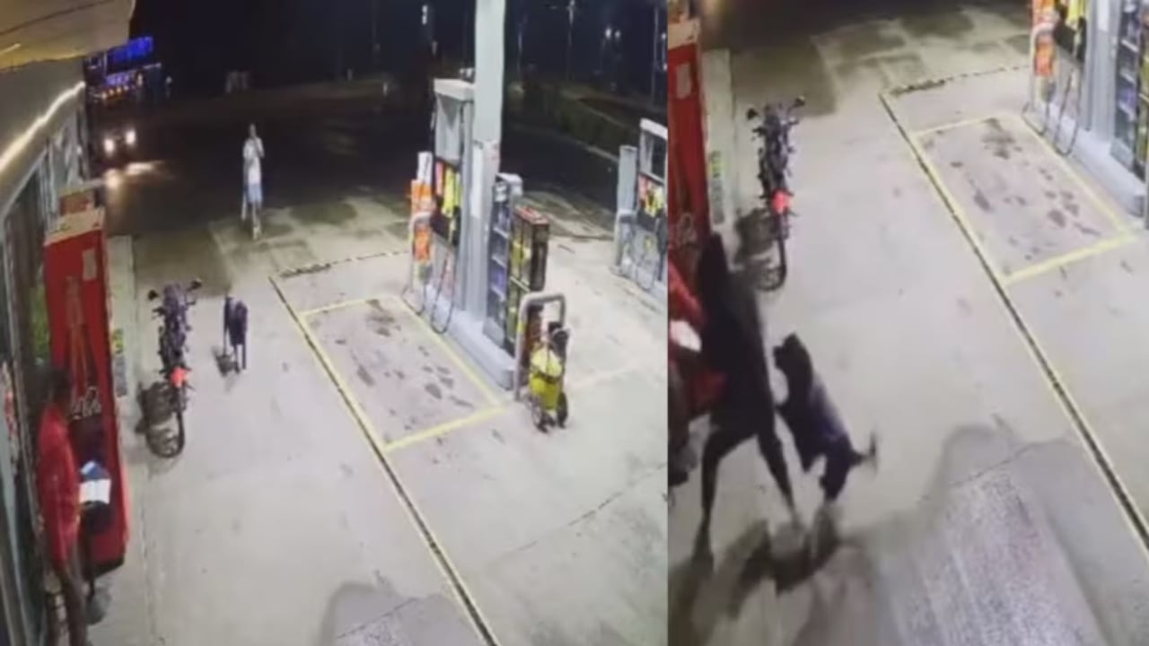 Perro se convirtió en héroe, ayudó a trabajador ante los ataques de un ladrón