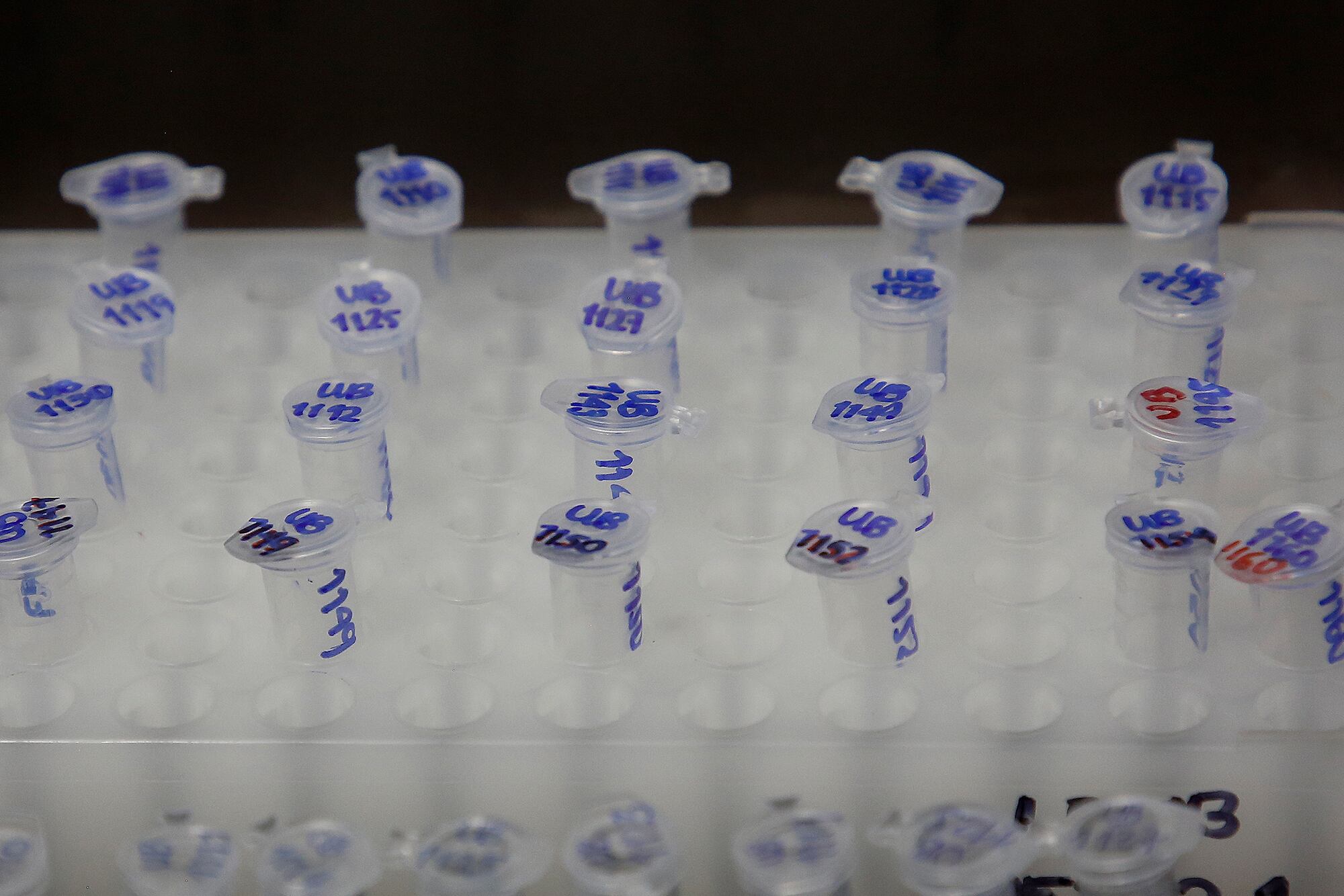 Especial vacunación