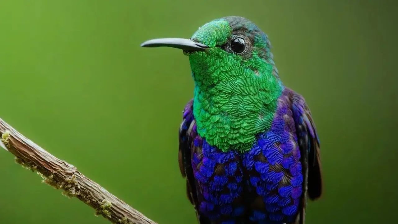 Colibrí Zafiro Coroniverde