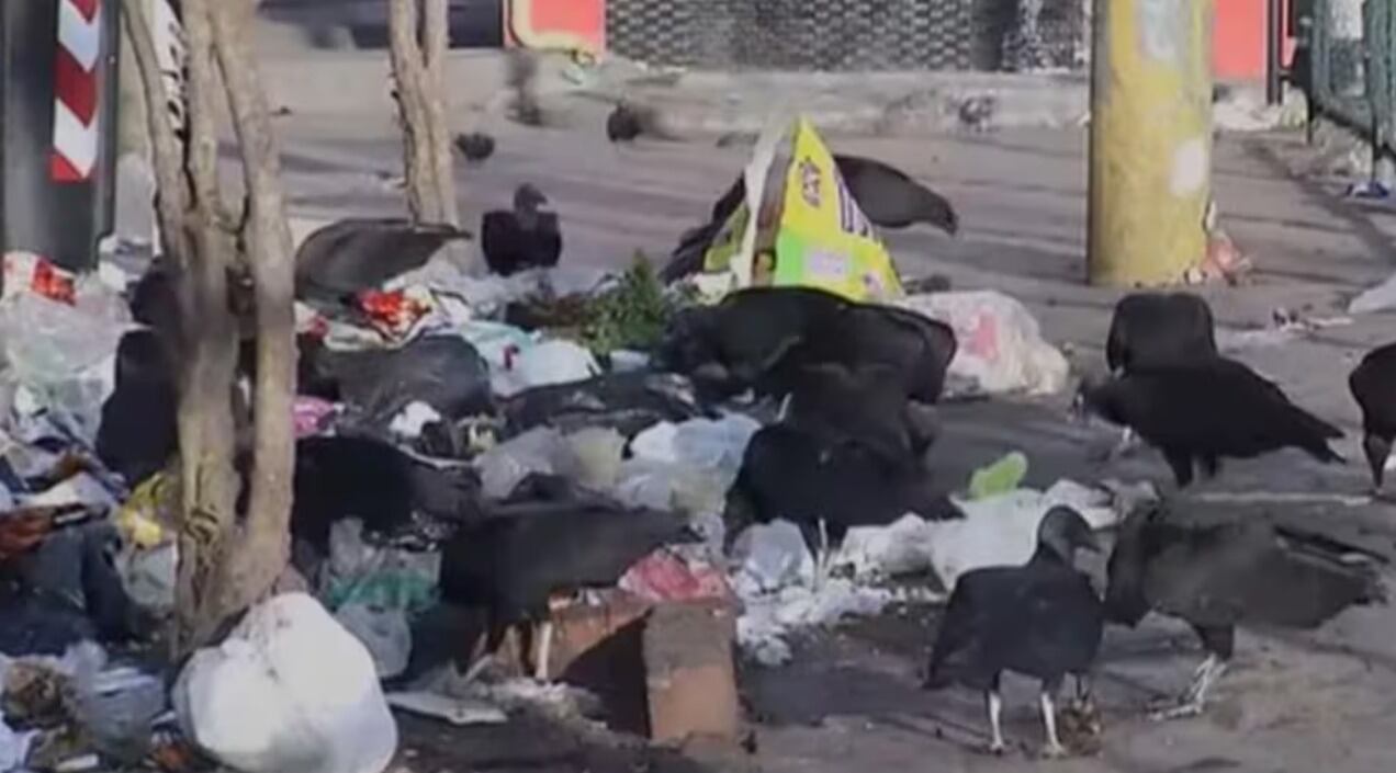 Chulos, ratas y cucarachas en las calles de Tibabuyes