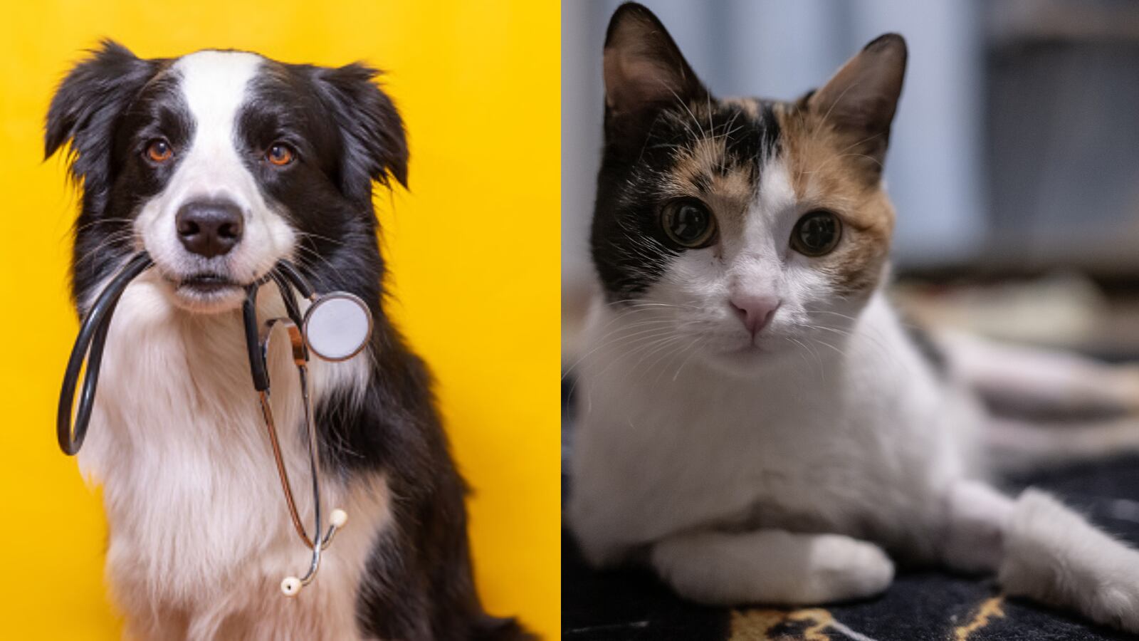 Los perros y los gatos son consideradas las mascotas más comunes en todo el planeta.