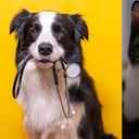 Los perros y los gatos son consideradas las mascotas más comunes en todo el planeta.