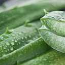 La sábila también es usada para regenerar la piel del rostro.