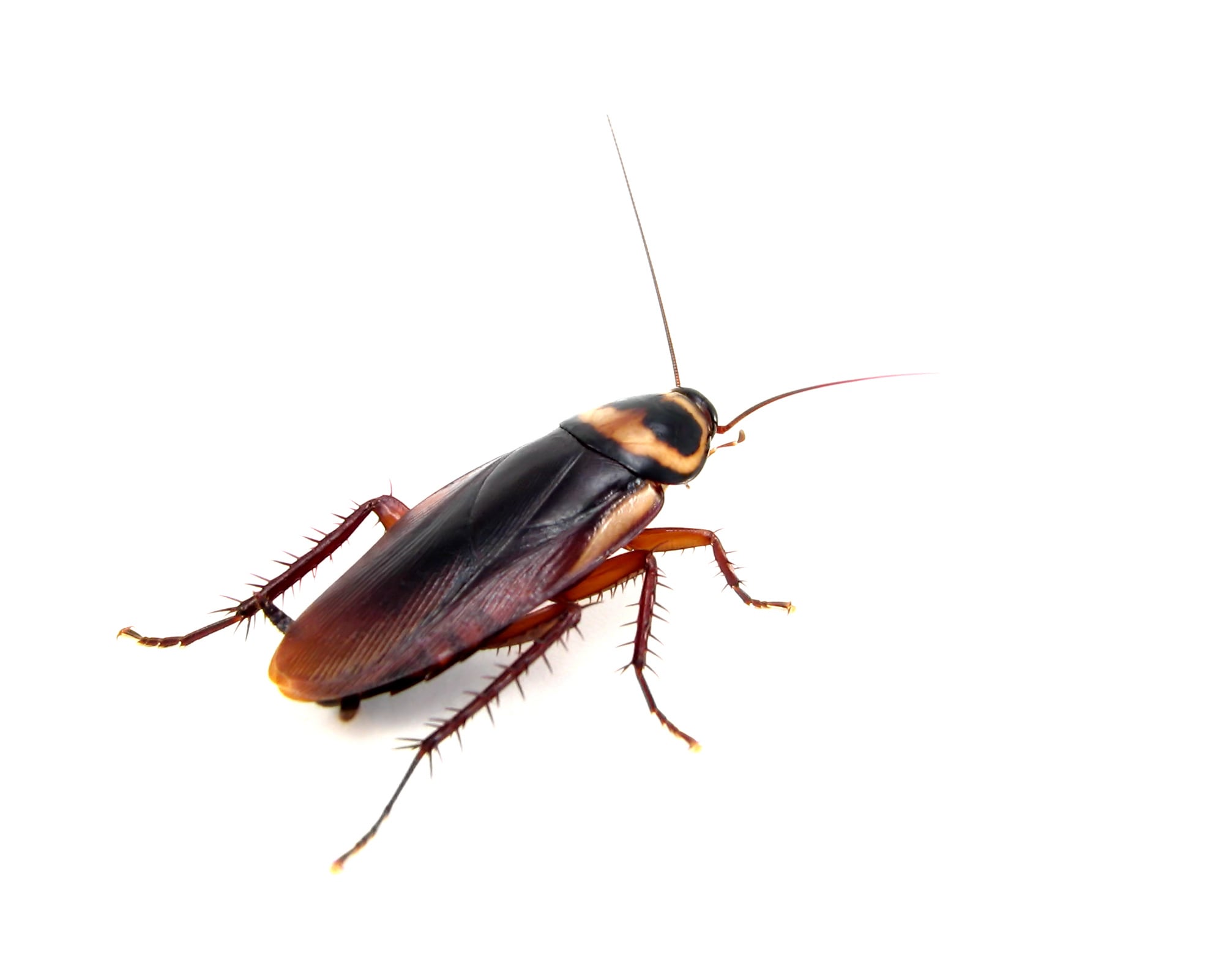 Cucaracha americana o voladora