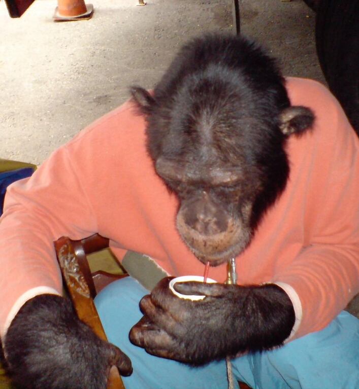 El famoso cirquero fue el dueño y criador de Pancho; luego lo donó al zoológico de Pereira.