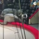 Pelea de elefantes en circo de Rusia
