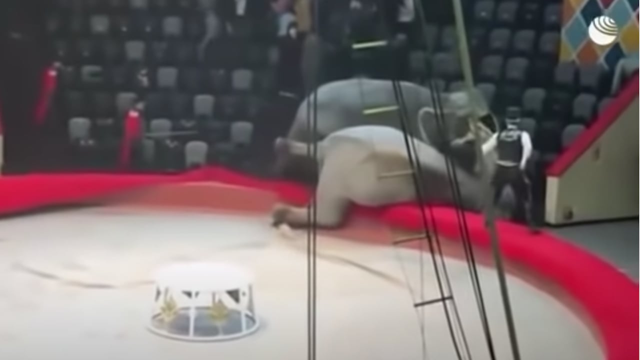 Pelea de elefantes en circo de Rusia