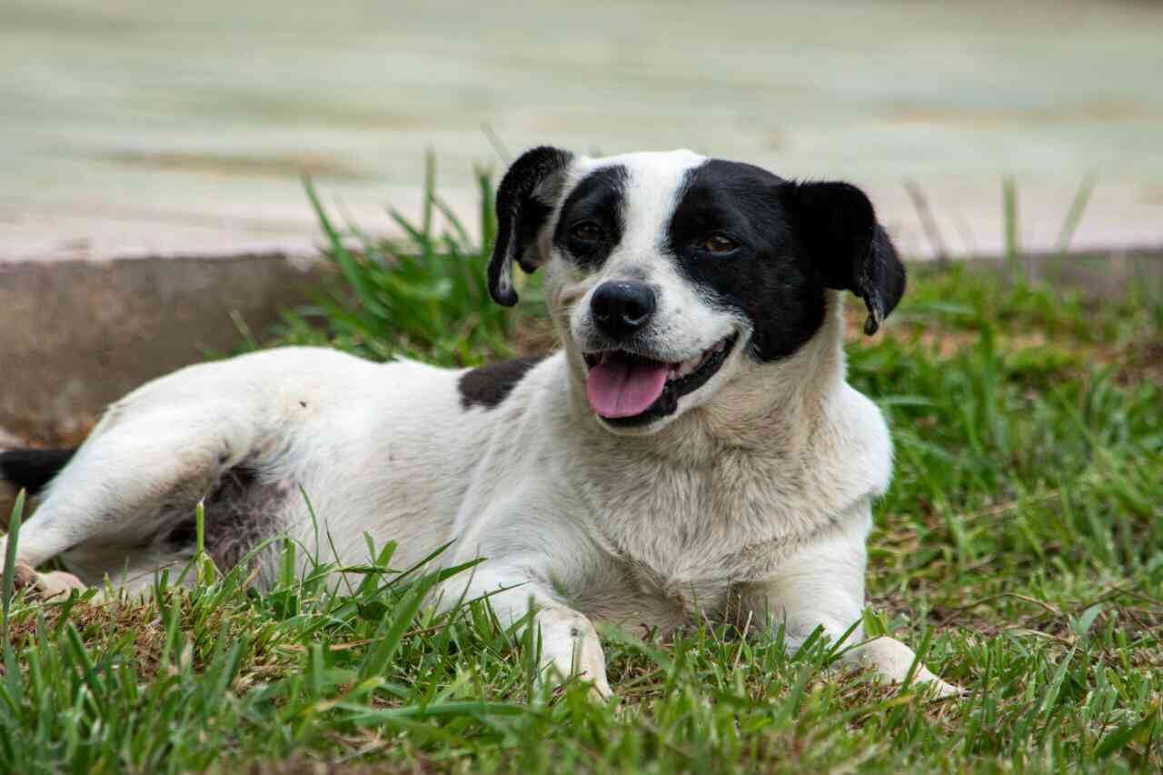 En Colombia la legislación obliga a los mandatarios a proteger a los animales y velar por su bienestar. Foto: CAR Cundinamarca.
