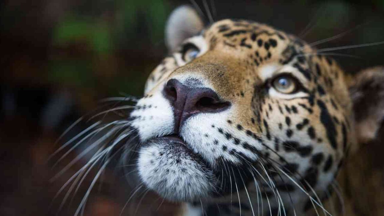 Casi 90% de la población del jaguar en toda América Latina está en la cuenca del Amazonas. Foto: cortesía ISA.