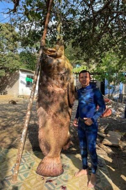 Pez Mero de 300 kilos atrapado en el Atlántico