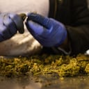 Marihuana, estos son los efectos a largo plazo de su consumo diario