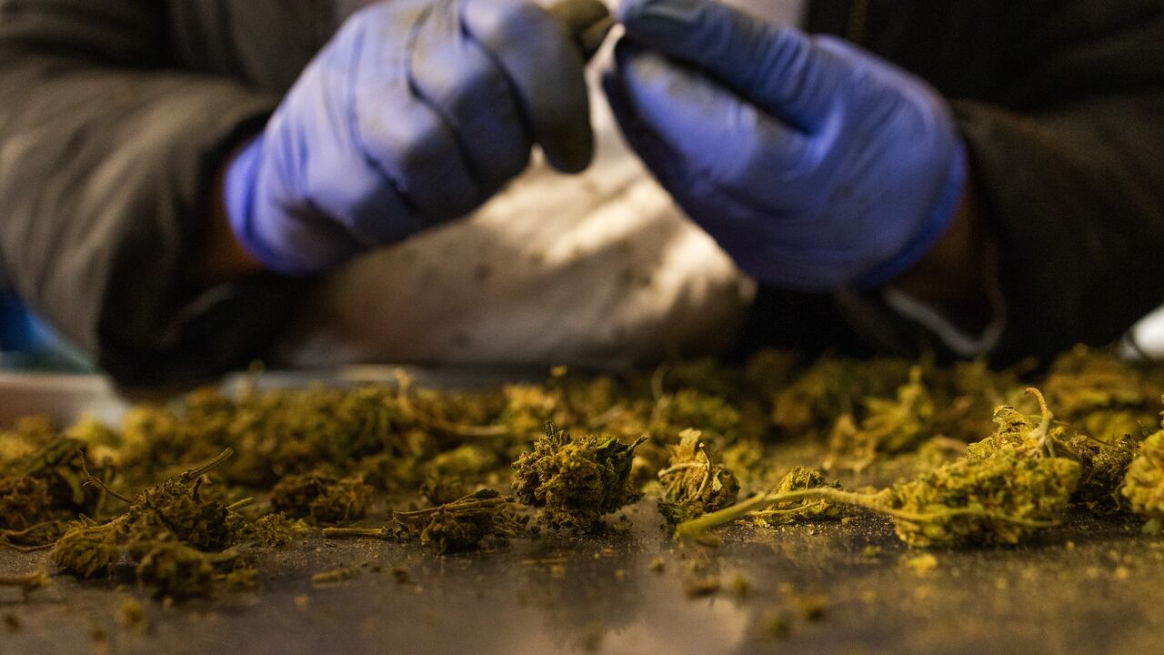 Se descubrió que el humo de la marihuana que inhalan los fumadores activos y pasivos contiene los mismos productos químicos cancerígenos que el humo del tabaco.