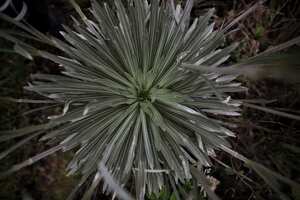 Todos somos Páramo - Páramo de Guerrero evento de la Alcaldía de Zipaquirá, cooperación internacional, la Alianza Biocuenca o fondo de agua de Norte de Santander