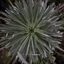 Todos somos Páramo - Páramo de Guerrero evento de la Alcaldía de Zipaquirá, cooperación internacional, la Alianza Biocuenca o fondo de agua de Norte de Santander