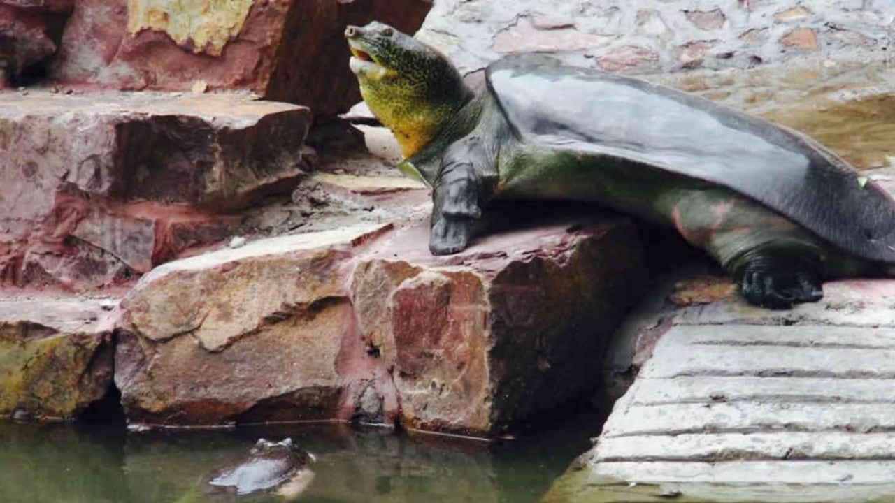 Solo quedan tres tortugas gigantes de caparazón blando del Yangtzé. Foto: La razón.com