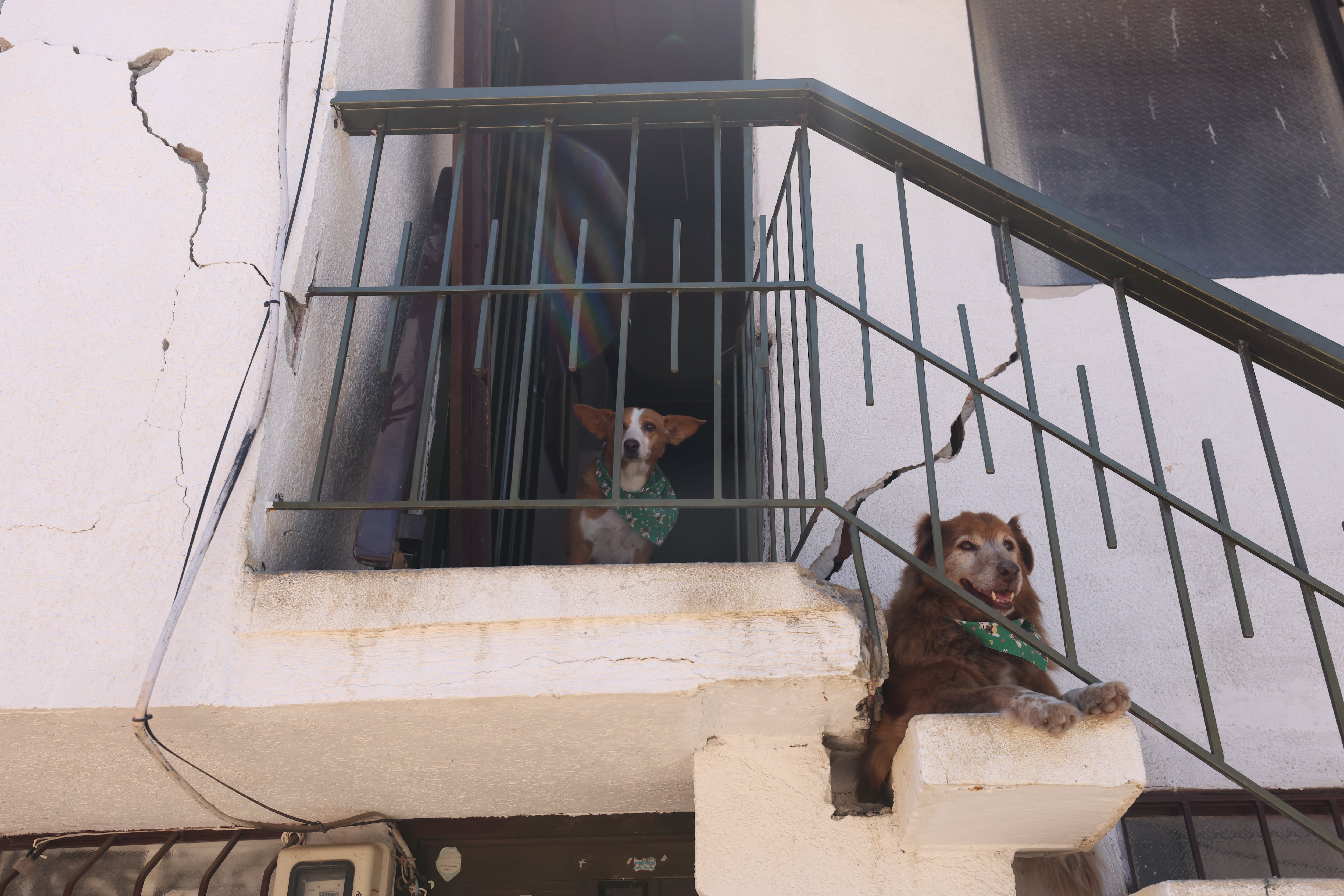 Los animales, entre las víctimas, en Argelia, Valle.