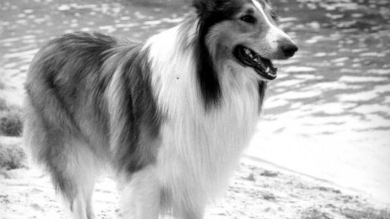 Lassie es la mascota más famosa, recordada y querida del mundo entero. Su nobleza y elegancia, propia de su raza Collie, quedó plasmada en libros, en la radio, la televisión y el cine.