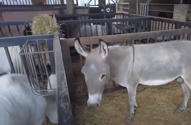 Jhonny Rivera tiene varios ejemplares en su establo.